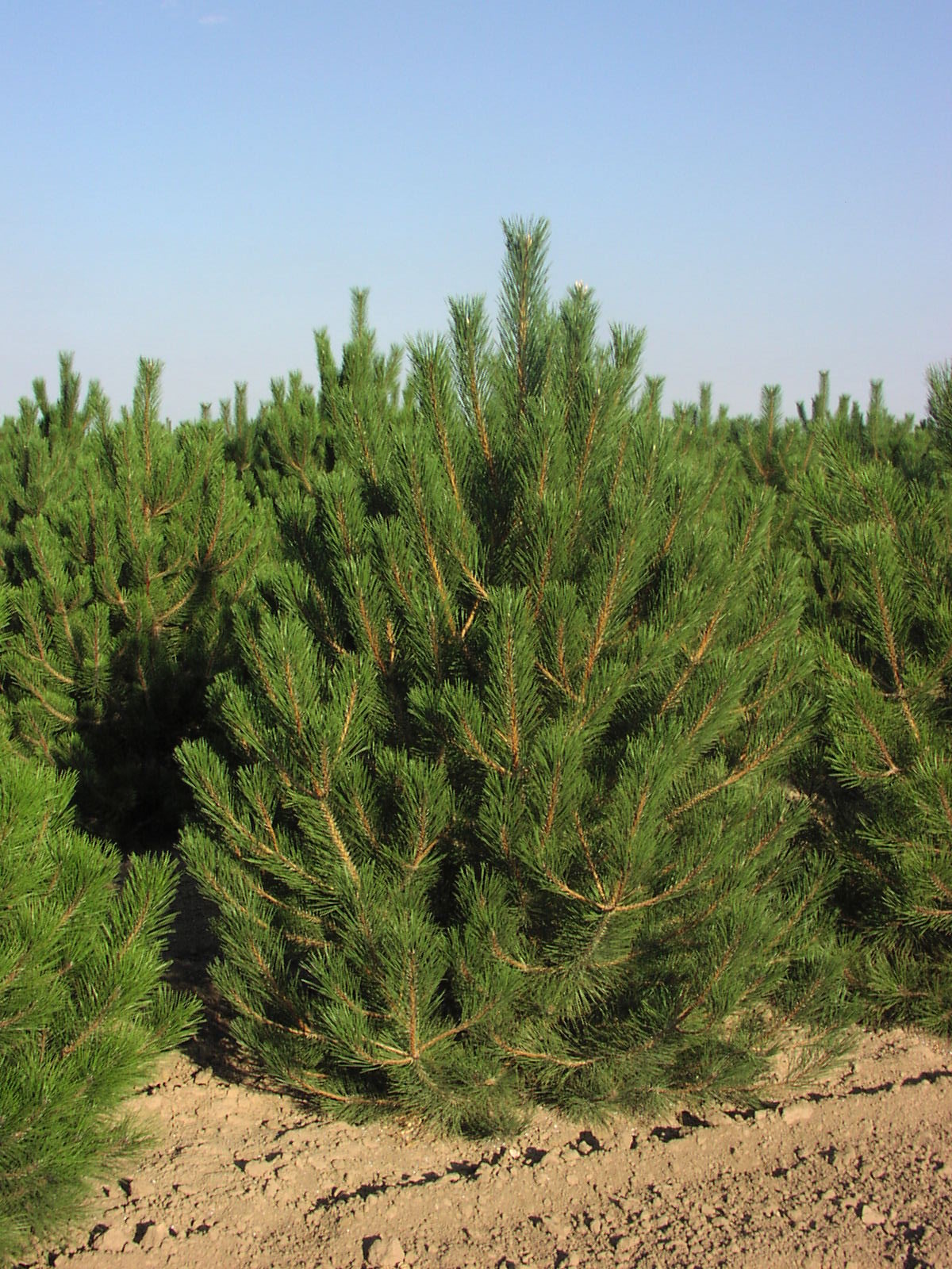 Хвойные рф. Сосна Pinus nigra. Сосна черная (Pinus nigra). Сосна черная Австрийская (Pinus nigra). Pinus nigra 'Helga'.