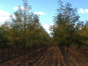 honeylocust.shademaster