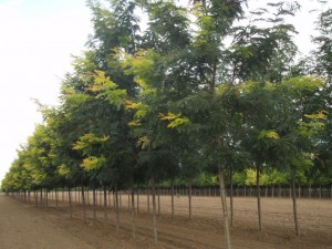 honeylocust.sunburst