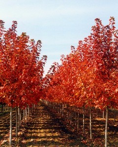 slideshow-maple-autumn-blaze