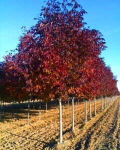 Fraxinus americana ‘Autumn Purple’