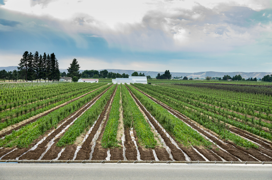 Baxter Nursery_039