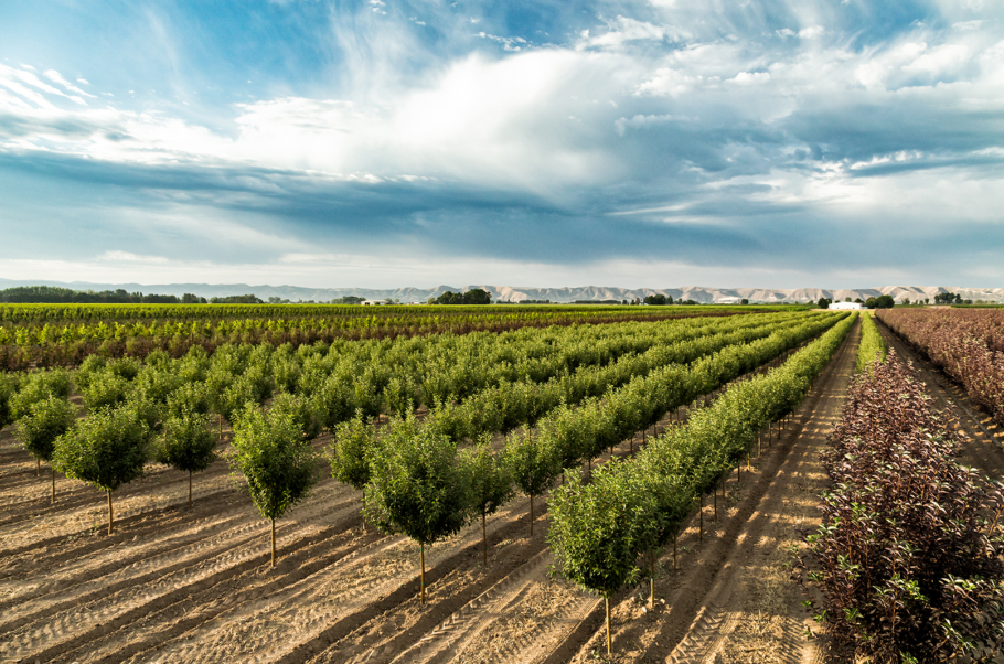 Baxter Nursery_069