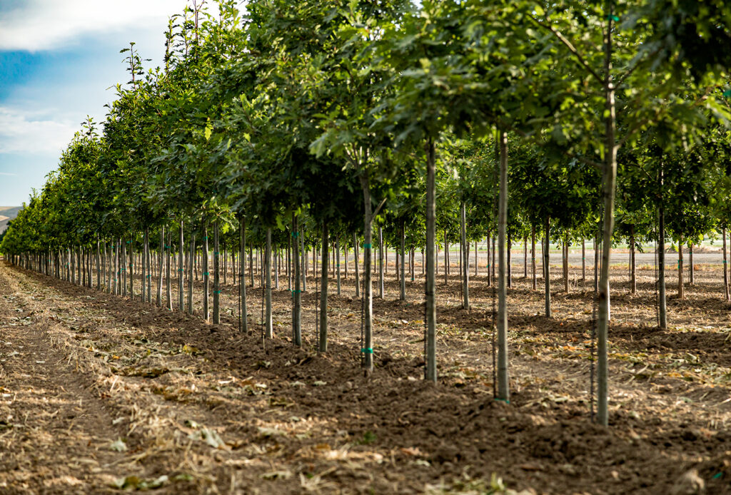 Baxter Wholesale Nursery - Growing Grounds