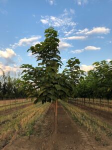 Catalpa, Northern